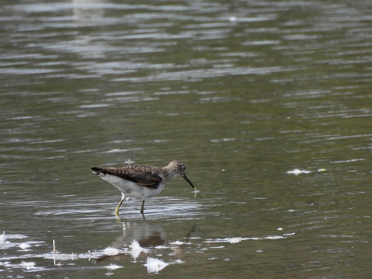 Solitary Sandpiper - ML623085223