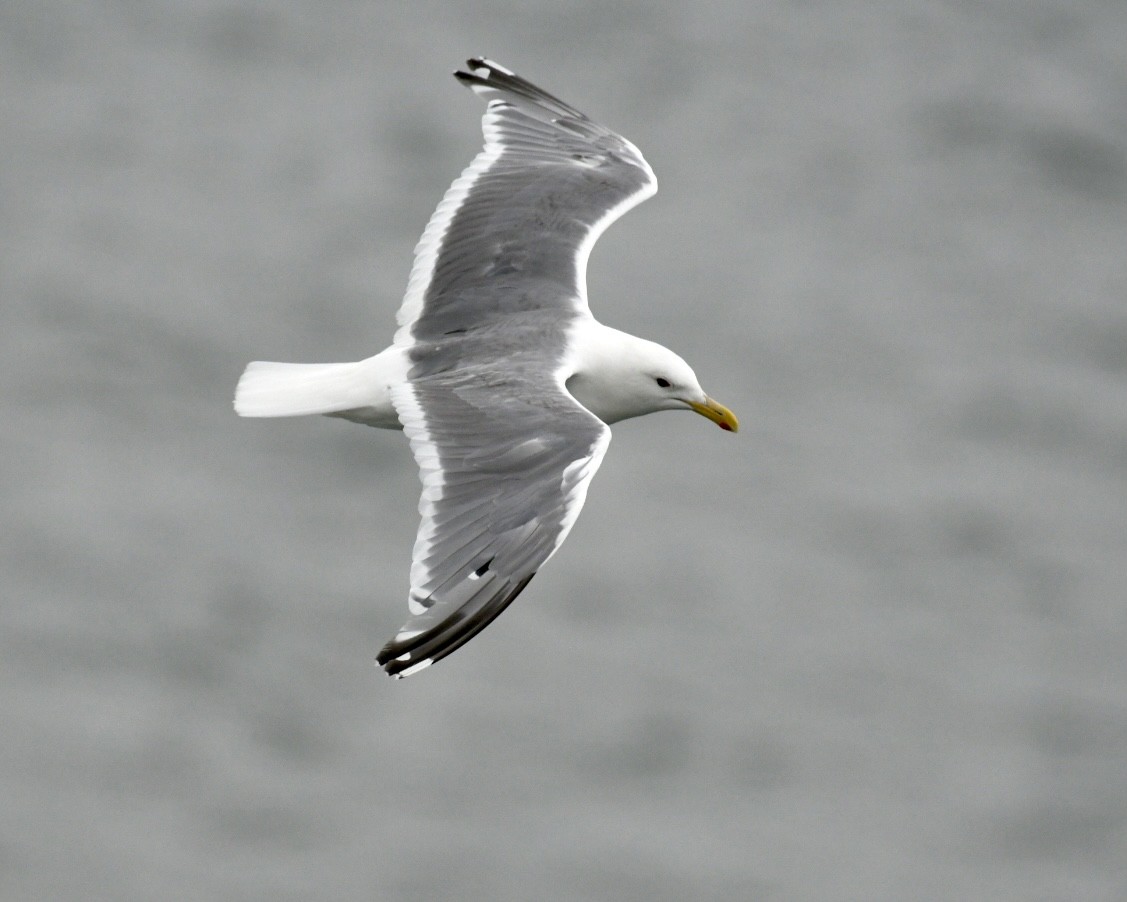 gull sp. - ML623085228