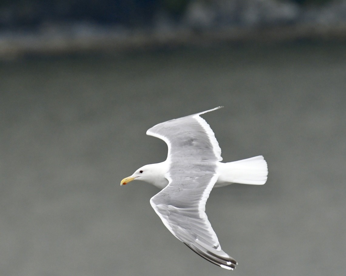 gull sp. - ML623085229