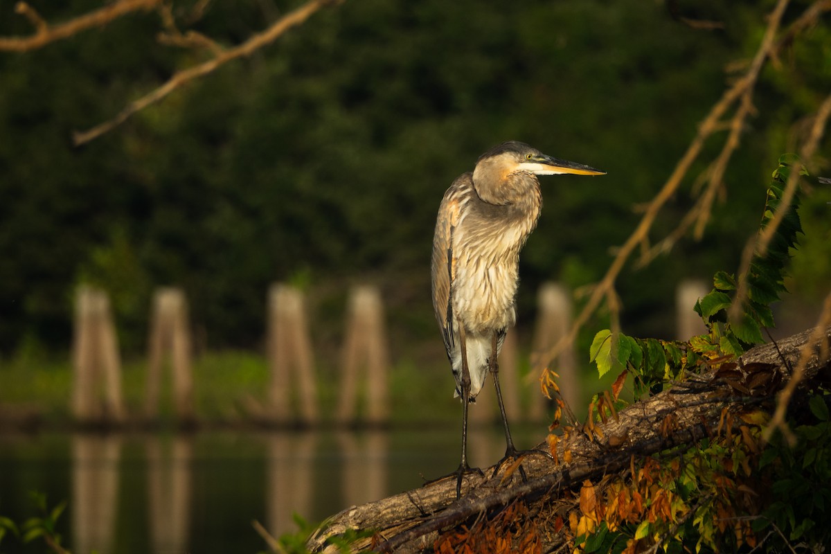 Great Blue Heron - ML623085273