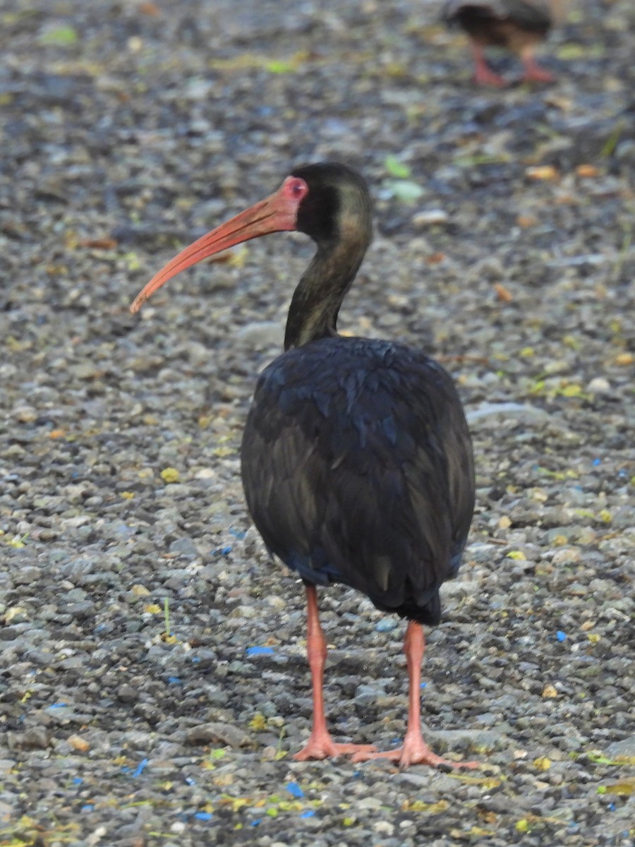 Bare-faced Ibis - ML623085274