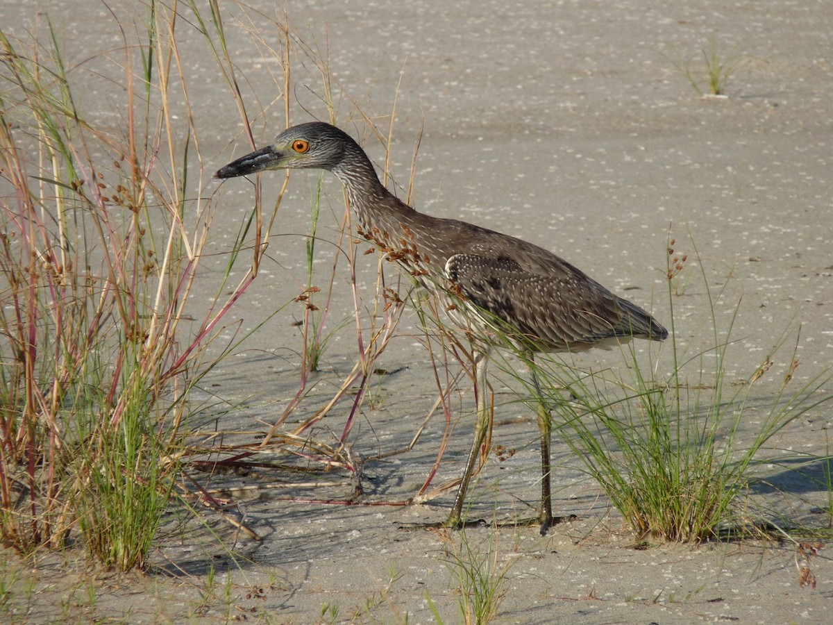 Yellow-crowned Night Heron - ML62308531