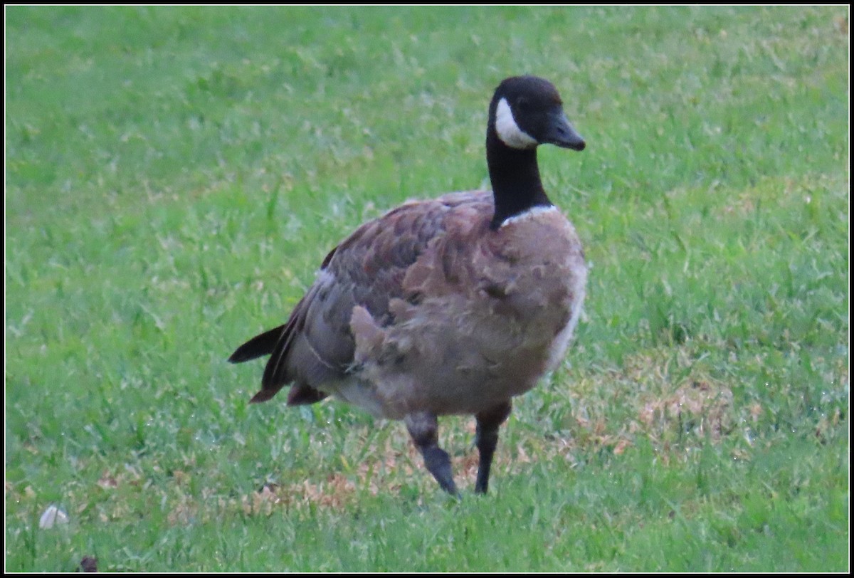 Cackling Goose - ML623085434