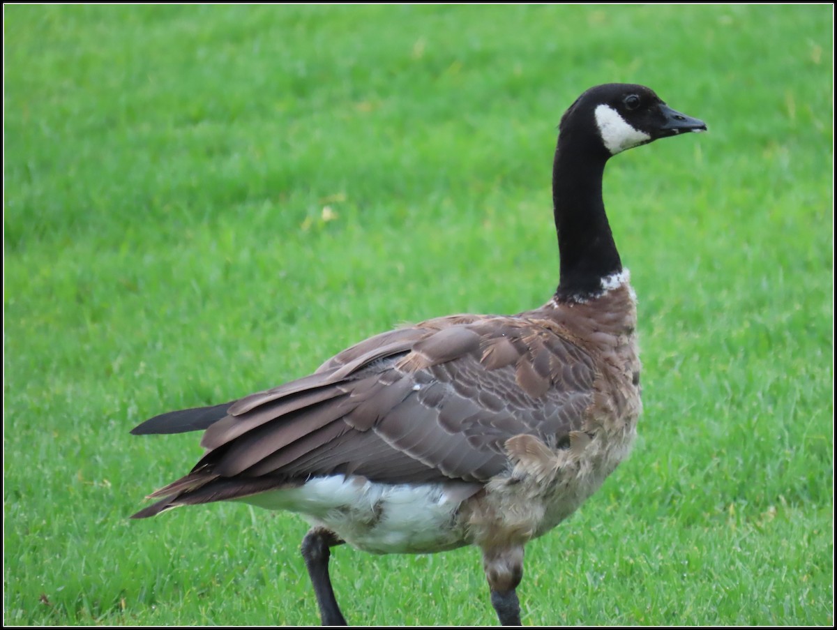 Cackling Goose - ML623085435