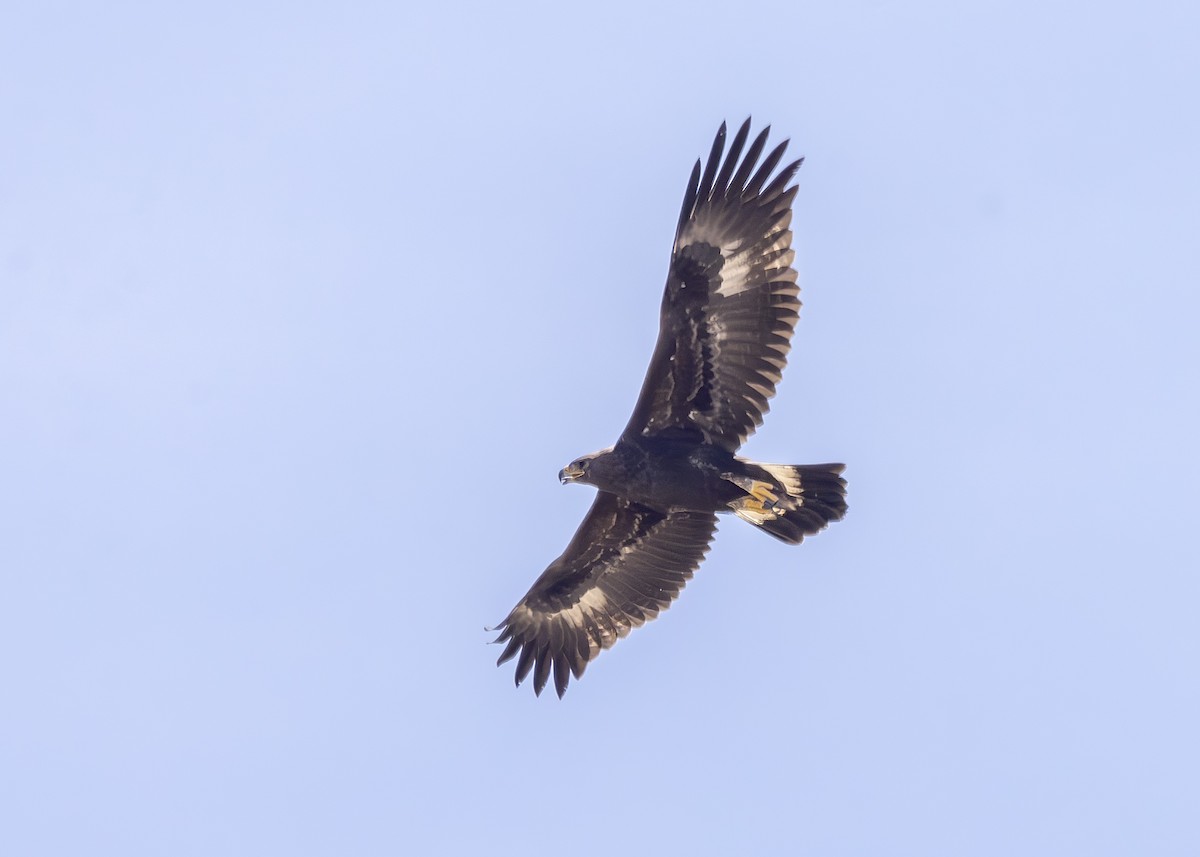 Golden Eagle - ML623085452