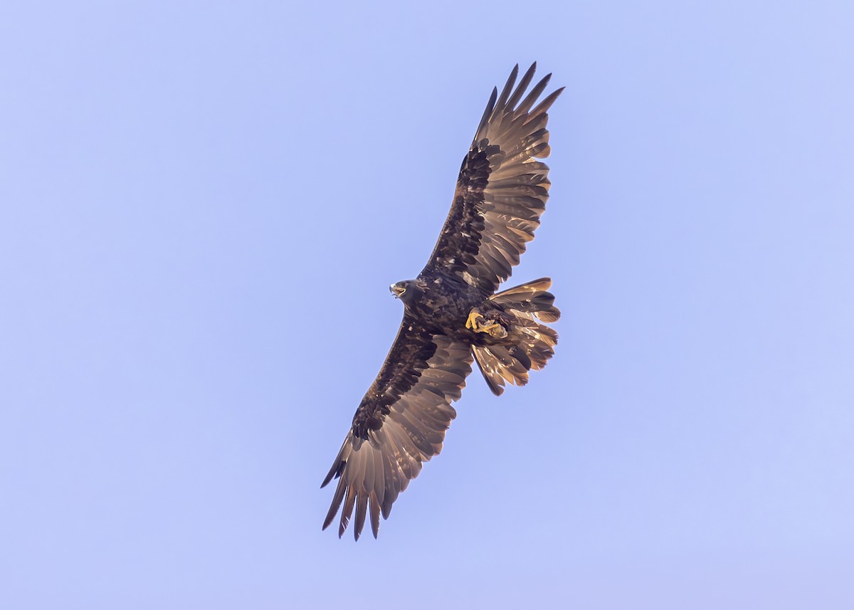 Golden Eagle - ML623085453