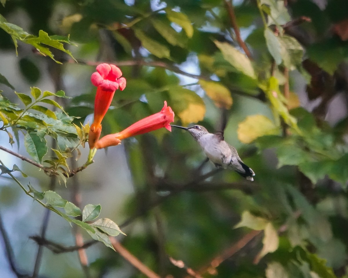 Ruby-throated Hummingbird - ML623085510