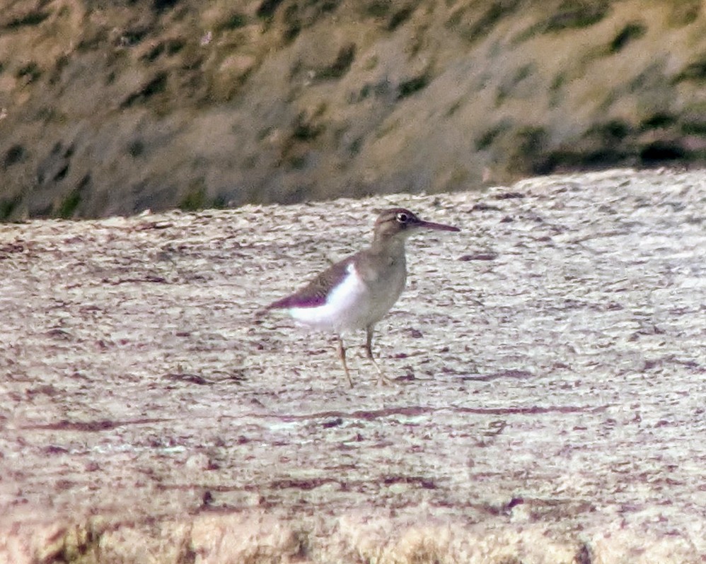 Spotted Sandpiper - ML623085523