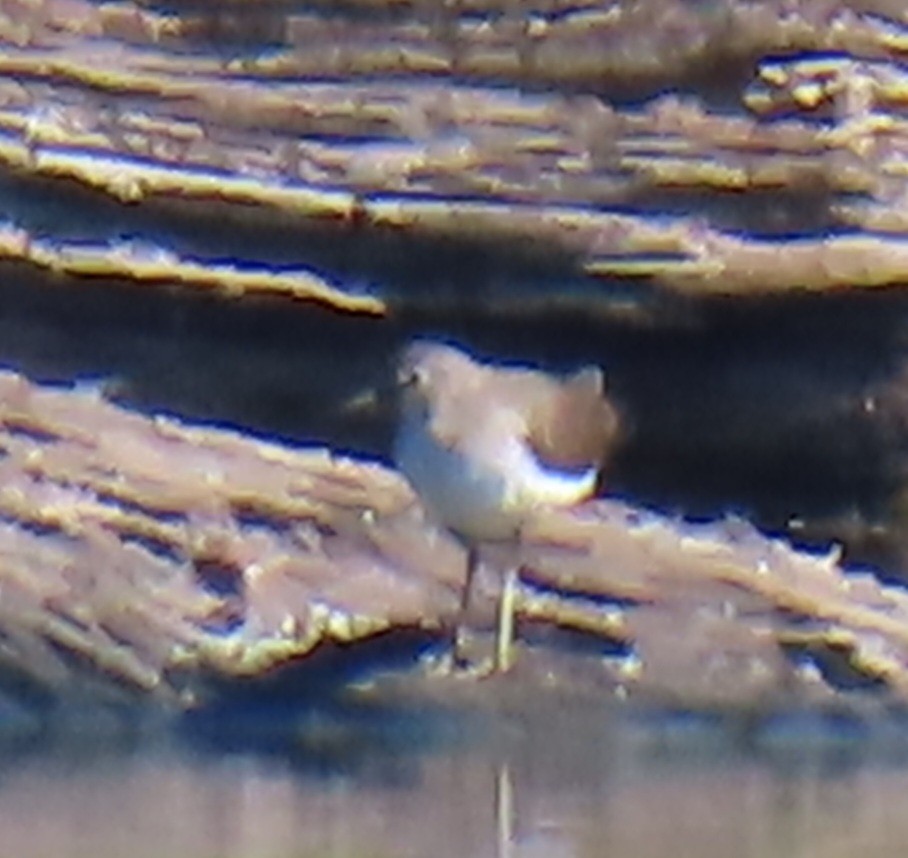 Solitary Sandpiper - ML623085524