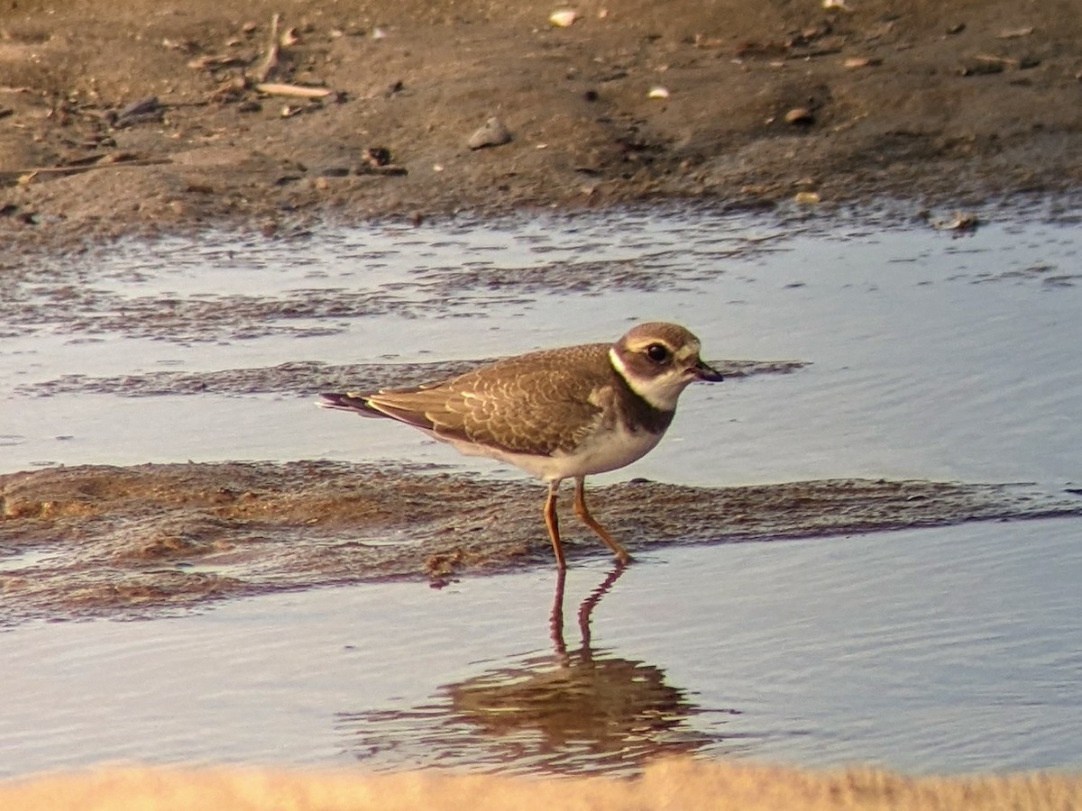 Semipalmated Plover - ML623085540
