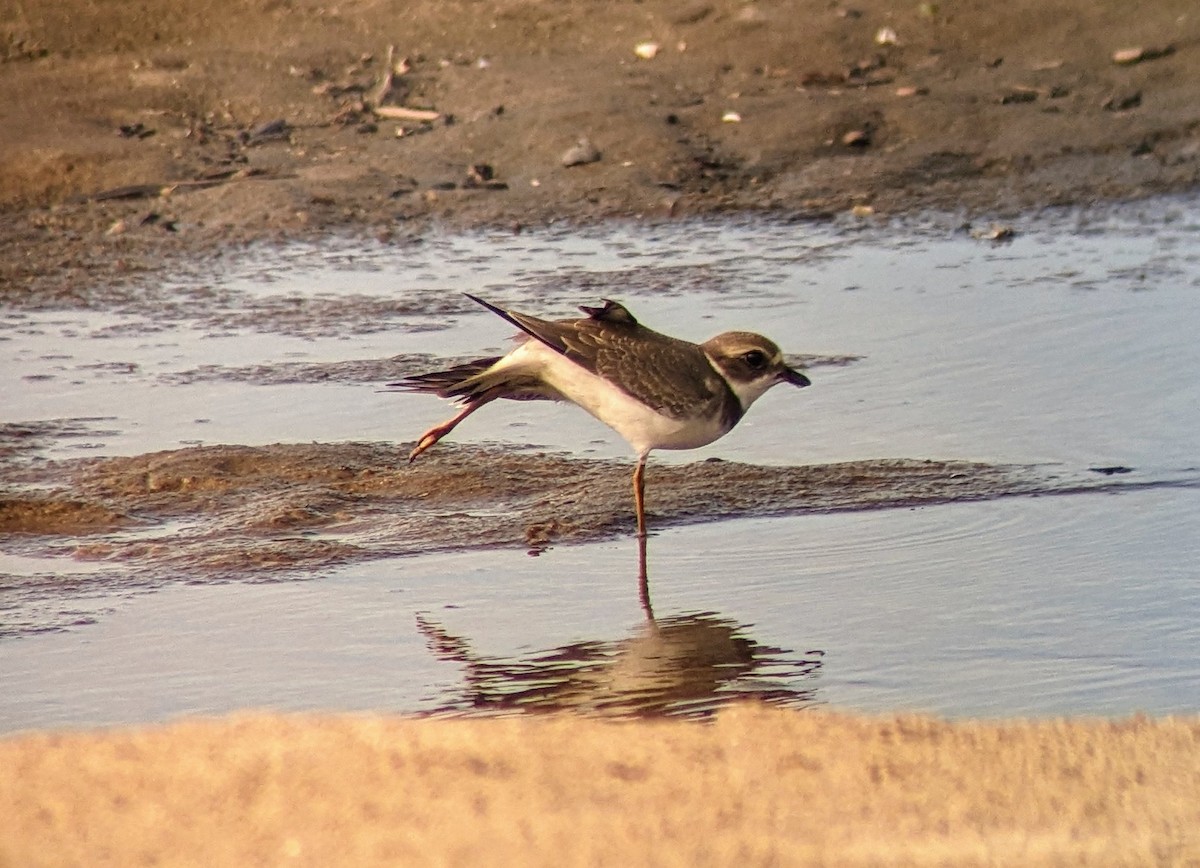 Semipalmated Plover - ML623085541