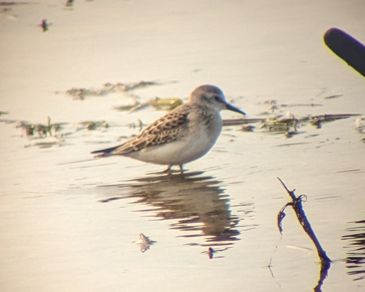 Semipalmated Sandpiper - ML623085548
