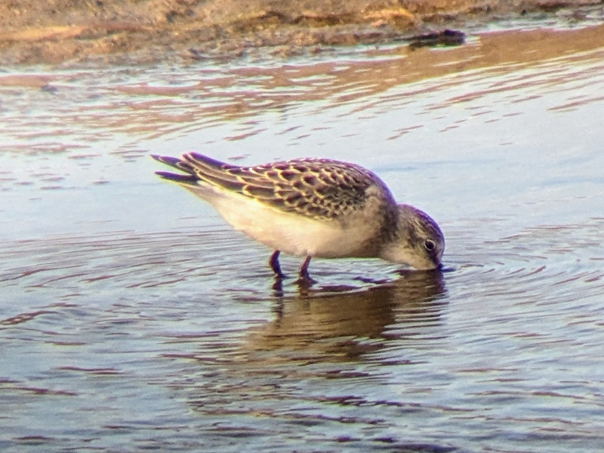 Semipalmated Sandpiper - ML623085549