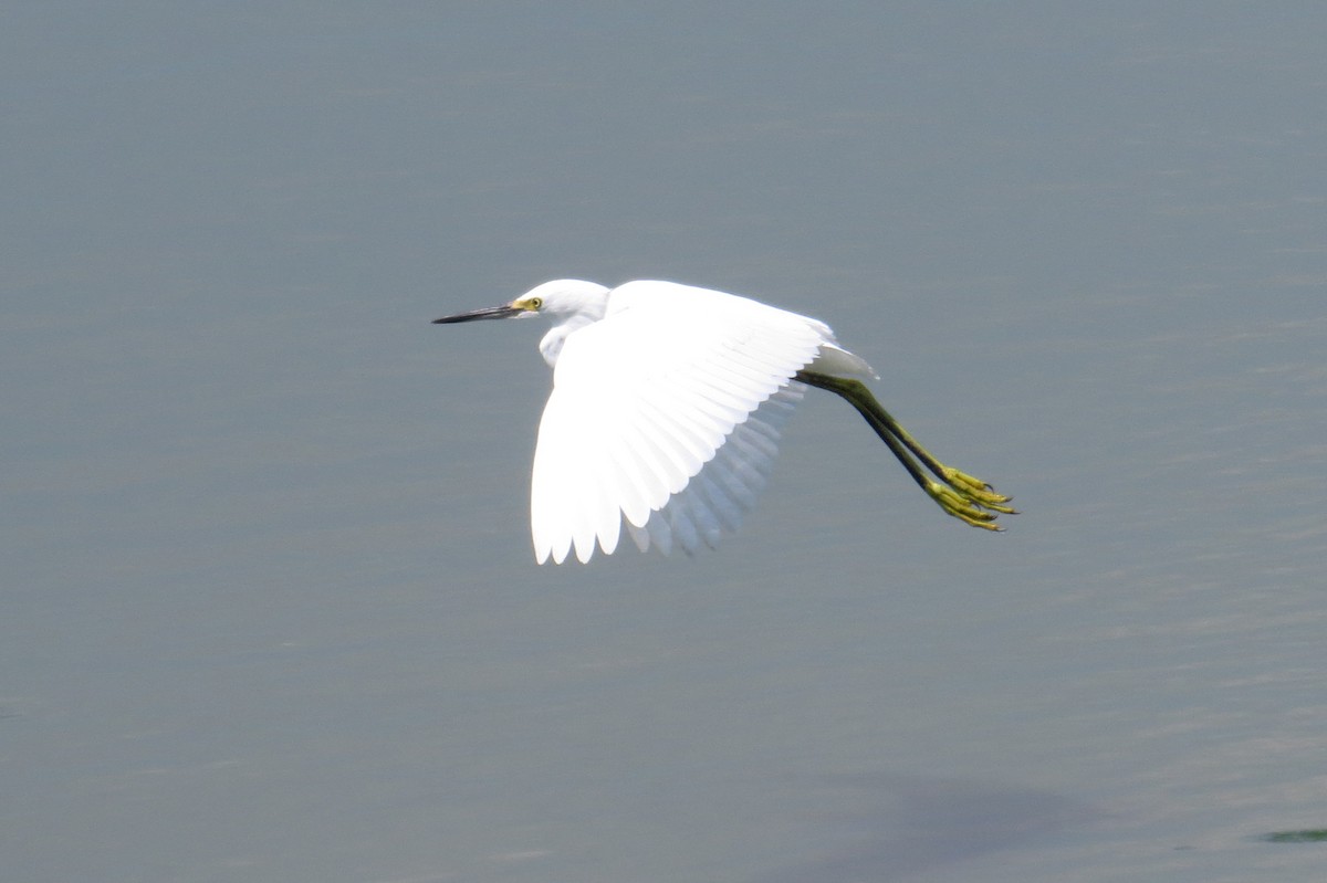 Snowy Egret - ML623085580