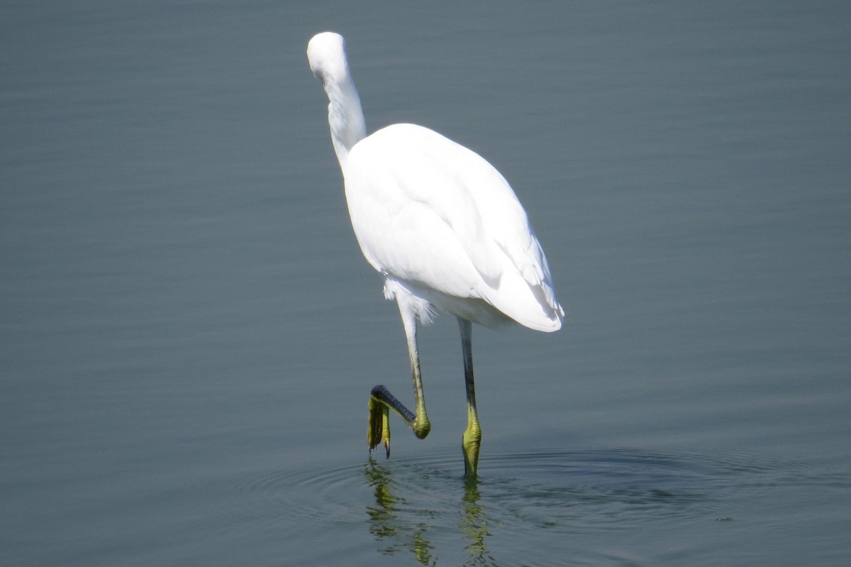 Snowy Egret - ML623085581