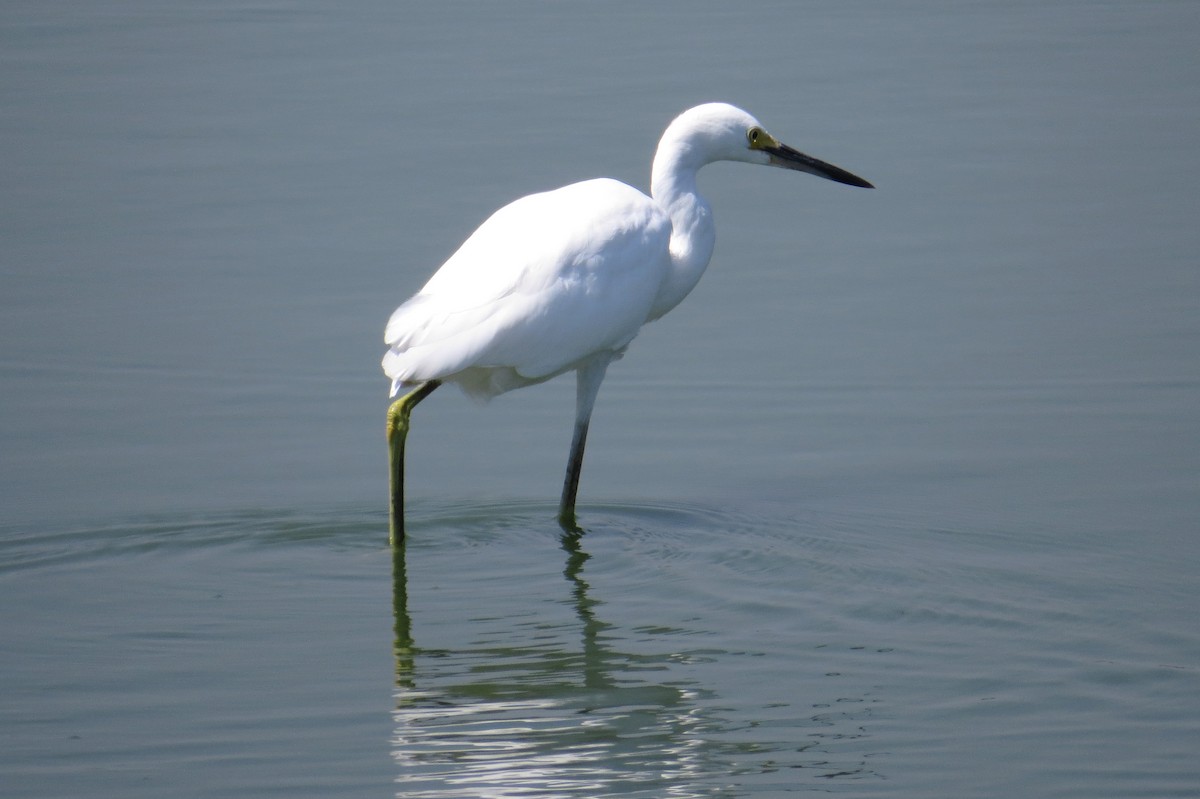 Snowy Egret - ML623085582