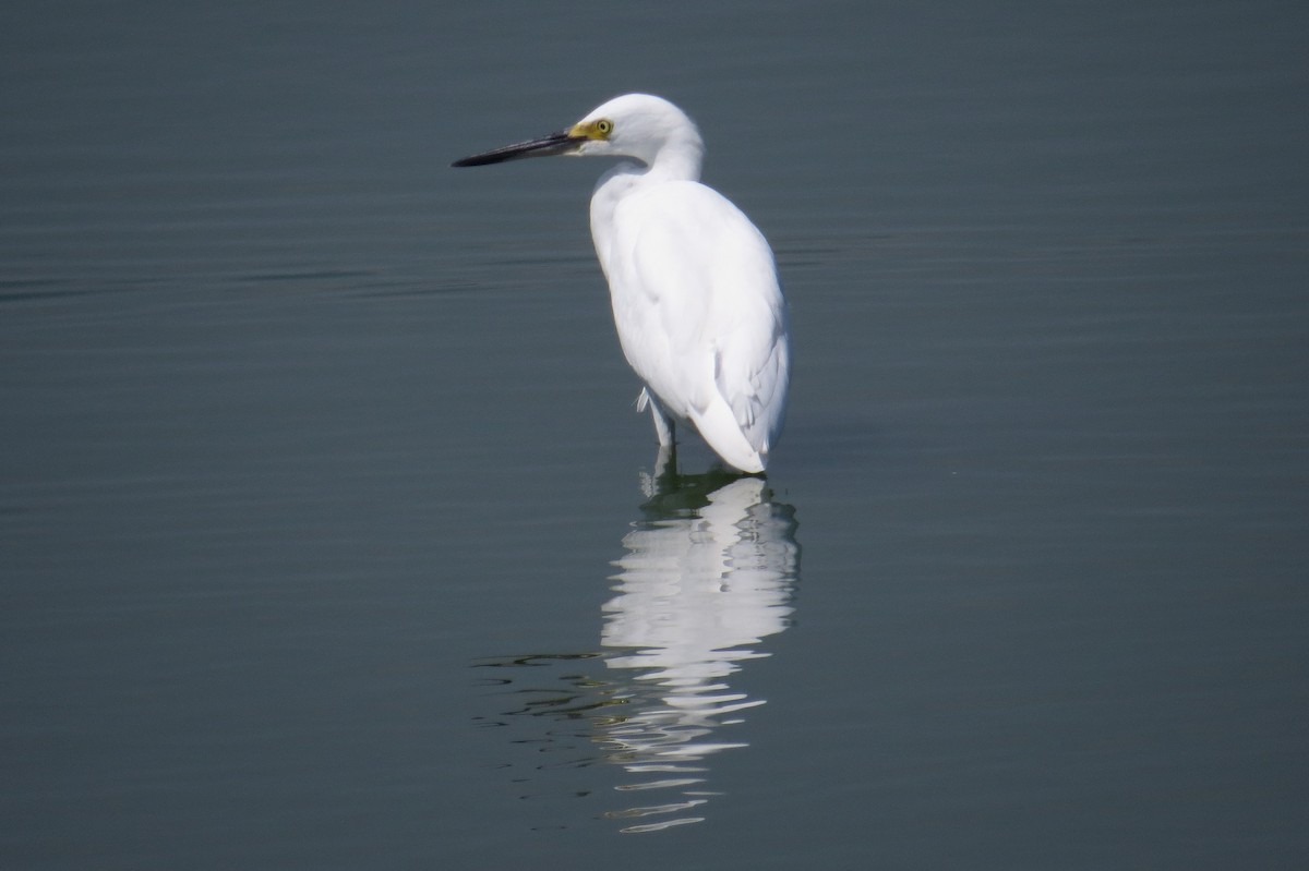 Snowy Egret - ML623085583