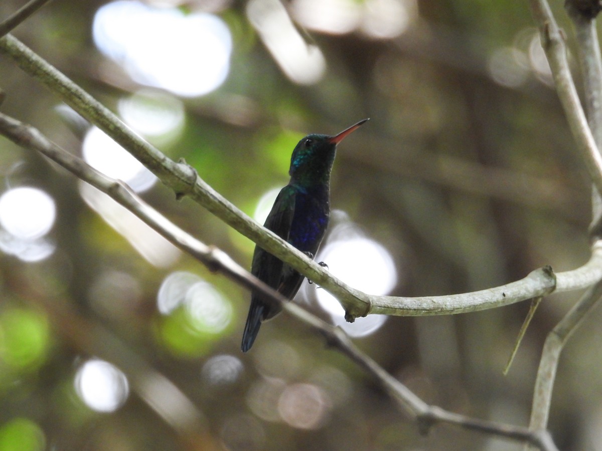 Violet-bellied Hummingbird - Luis Zuñiga /Horses Cartagena tours