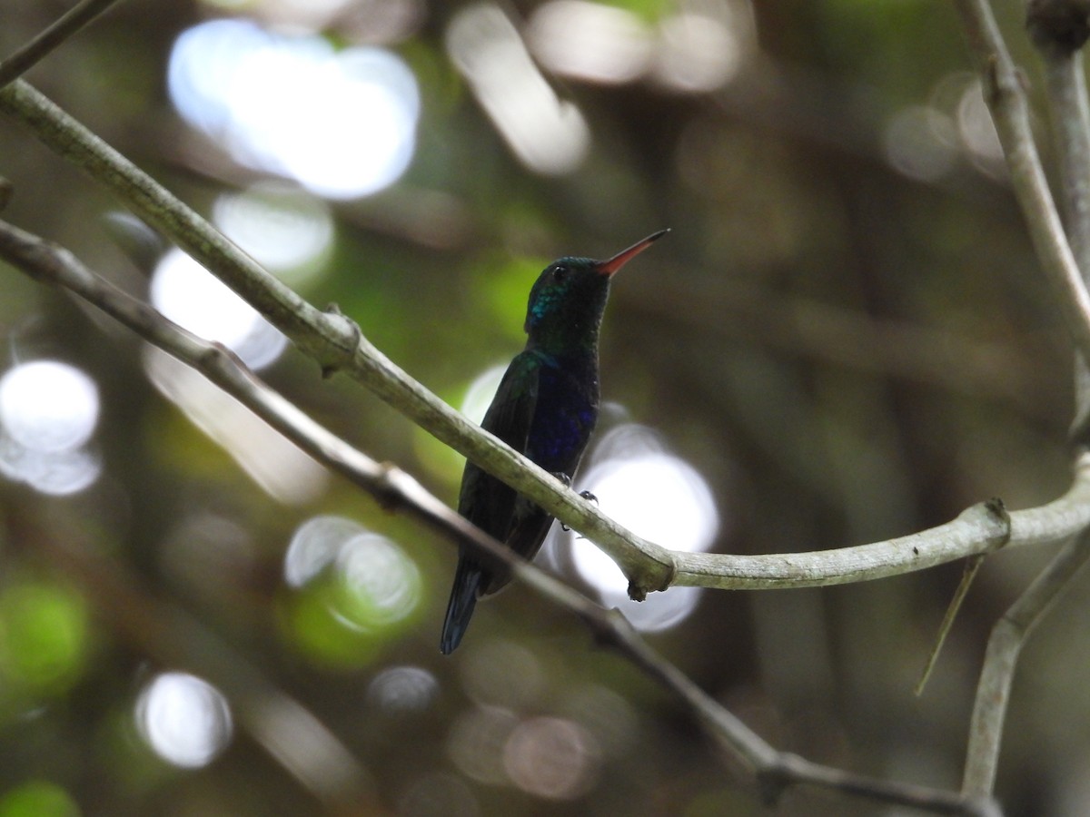 Violet-bellied Hummingbird - Luis Zuñiga /Horses Cartagena tours