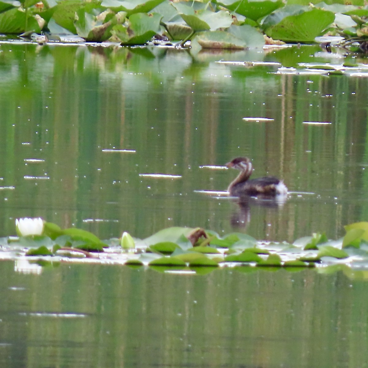 Pied-billed Grebe - ML623085596