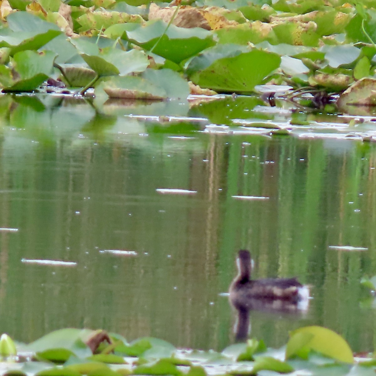 Pied-billed Grebe - ML623085597