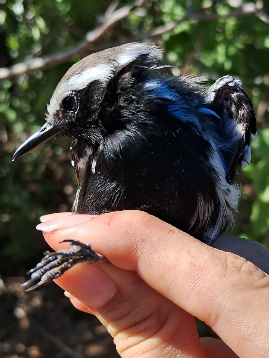 Black-bellied Antwren - ML623085618