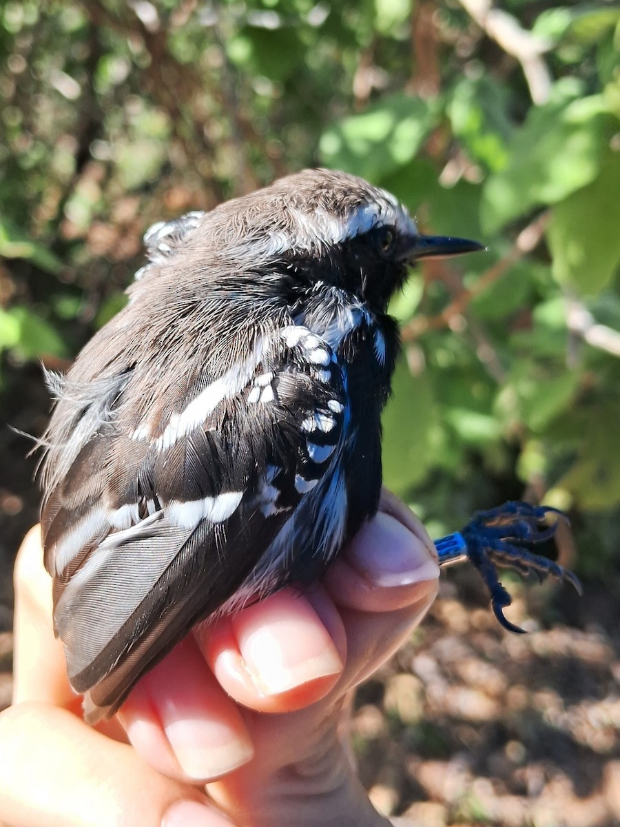 Black-bellied Antwren - ML623085619