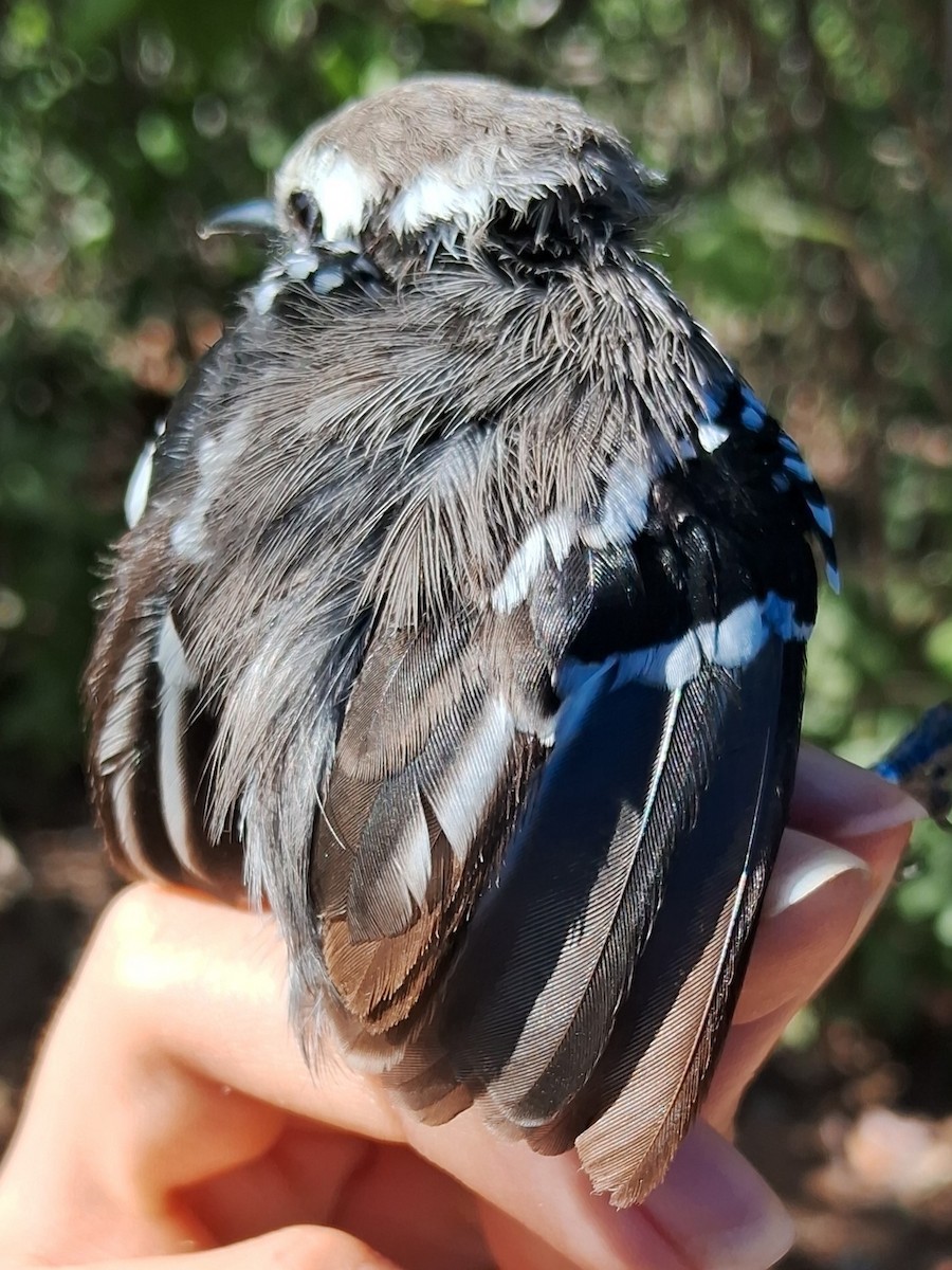 Black-bellied Antwren - Valeria Torrado