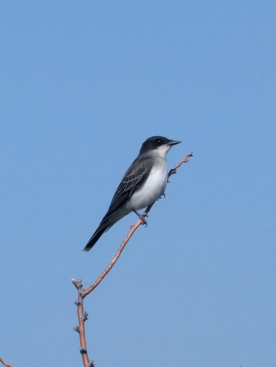 Eastern Kingbird - ML623085628