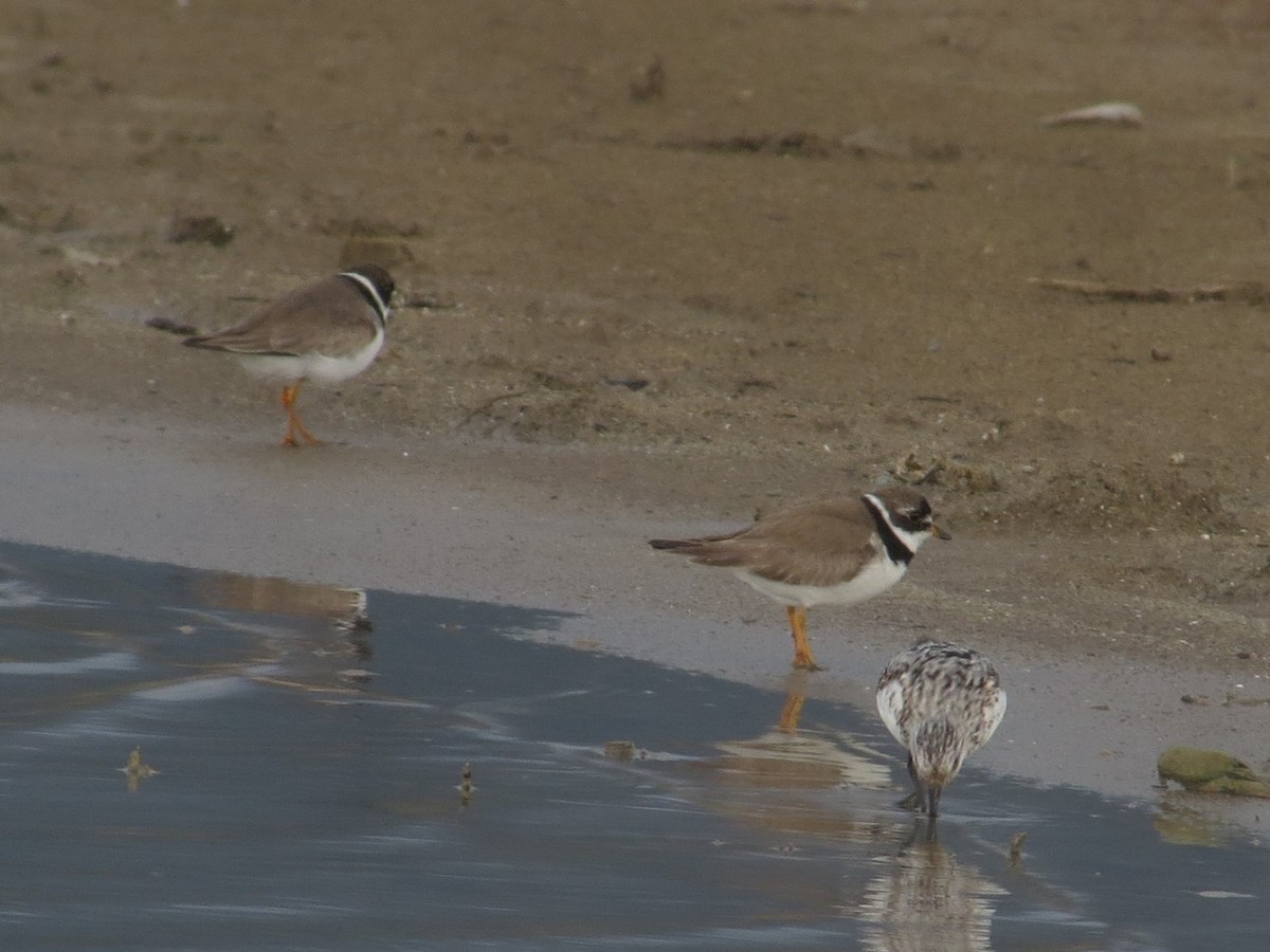 Semipalmated Plover - ML623085654