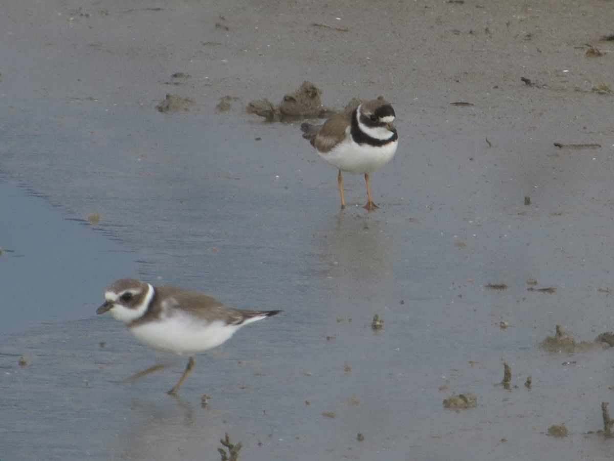 Semipalmated Plover - ML623085655