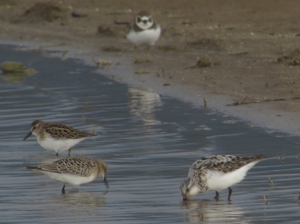 Sanderling - ML623085665