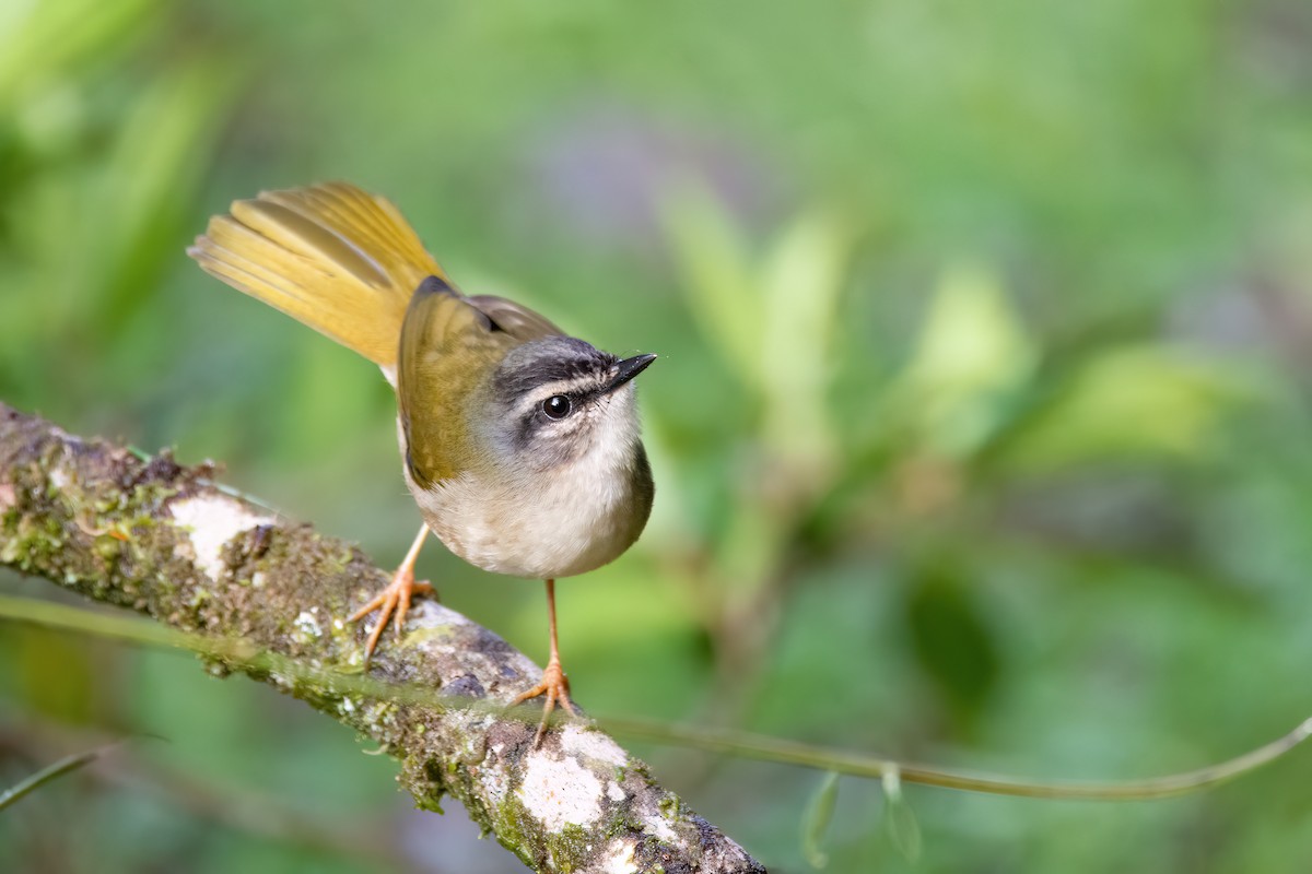 Riverbank Warbler - ML623085666