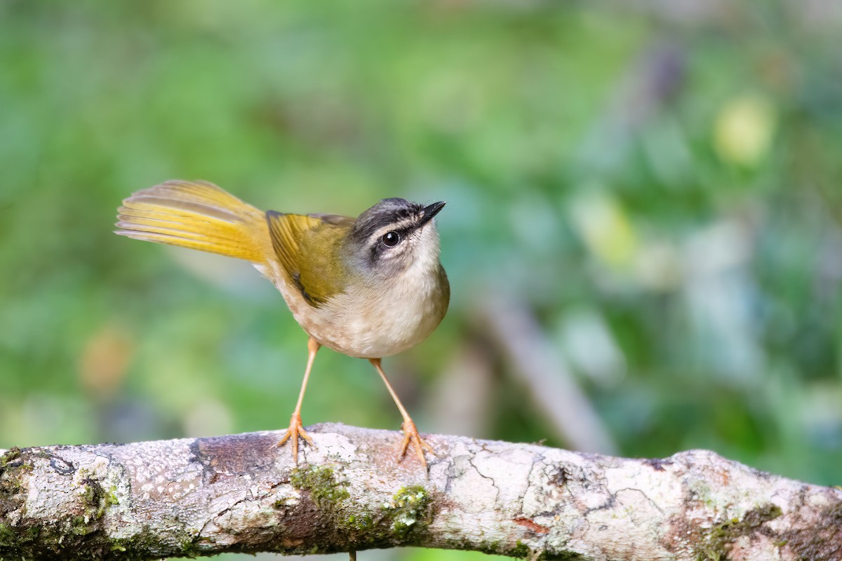 Riverbank Warbler - ML623085667