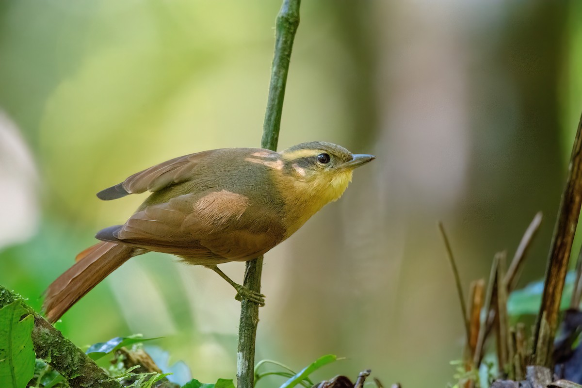 Ochre-breasted Foliage-gleaner - ML623085670