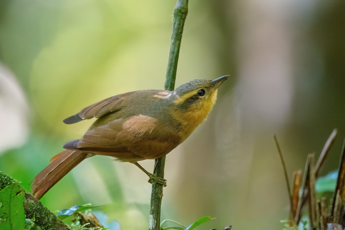 Ochre-breasted Foliage-gleaner - ML623085671