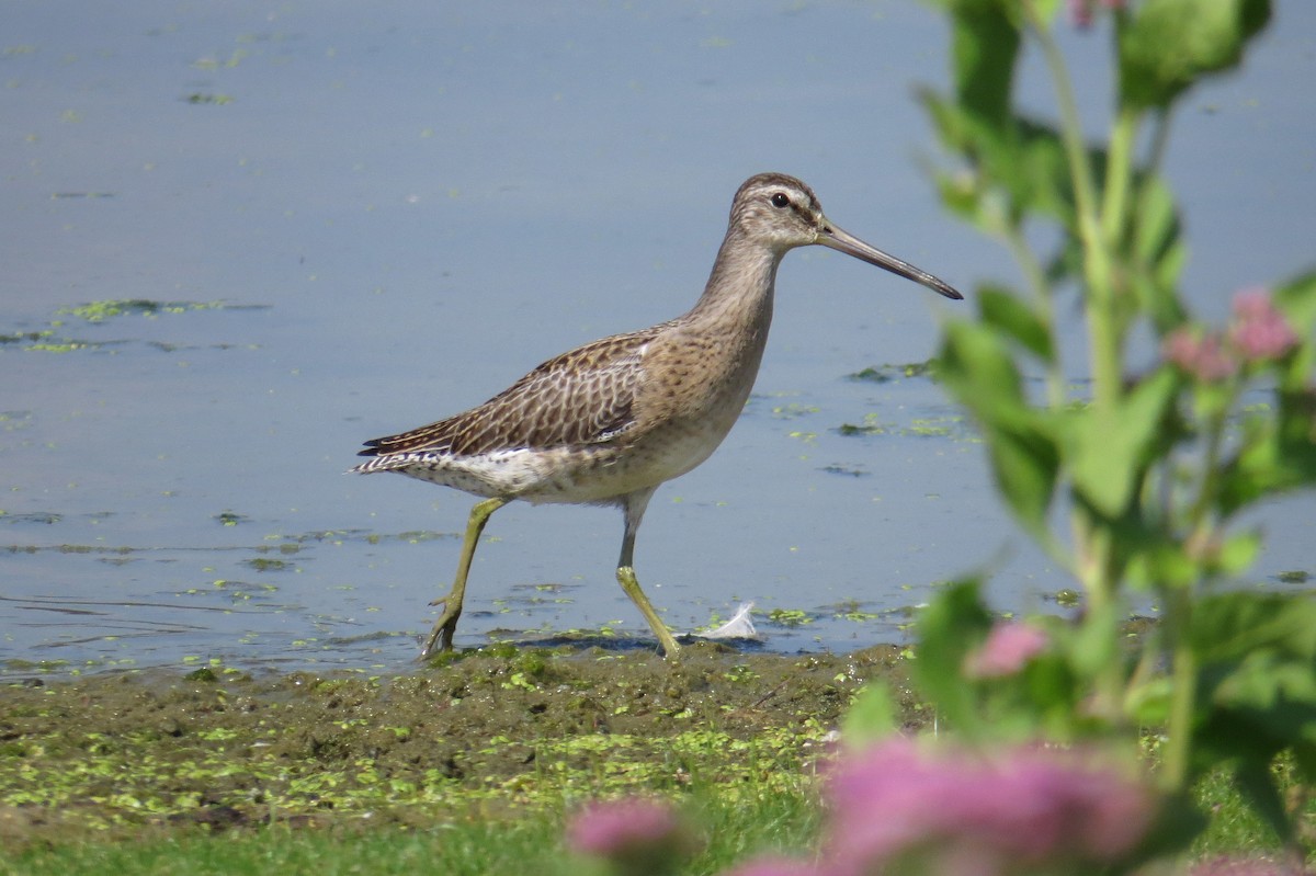 Short-billed Dowitcher - ML623085681