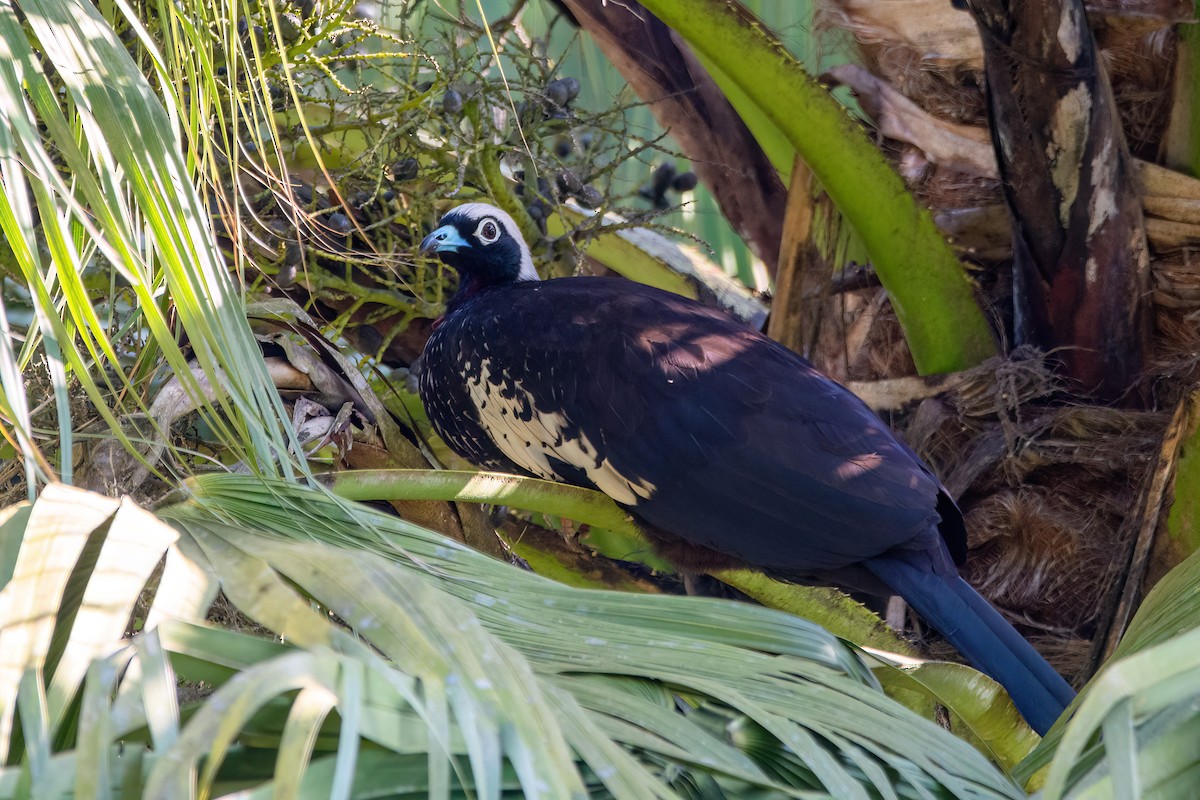 Black-fronted Piping-Guan - ML623085683