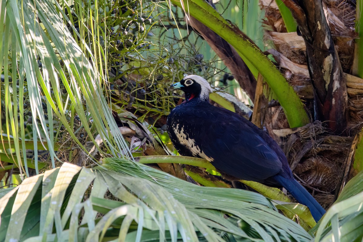 Black-fronted Piping-Guan - ML623085684