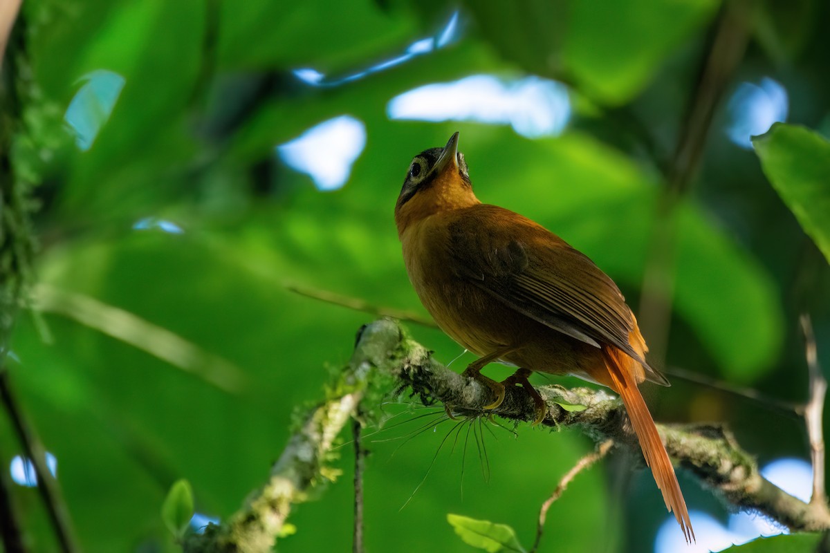 Black-capped Foliage-gleaner - ML623085686