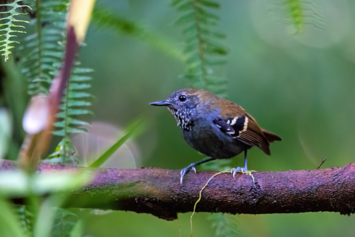 Star-throated Antwren - ML623085692