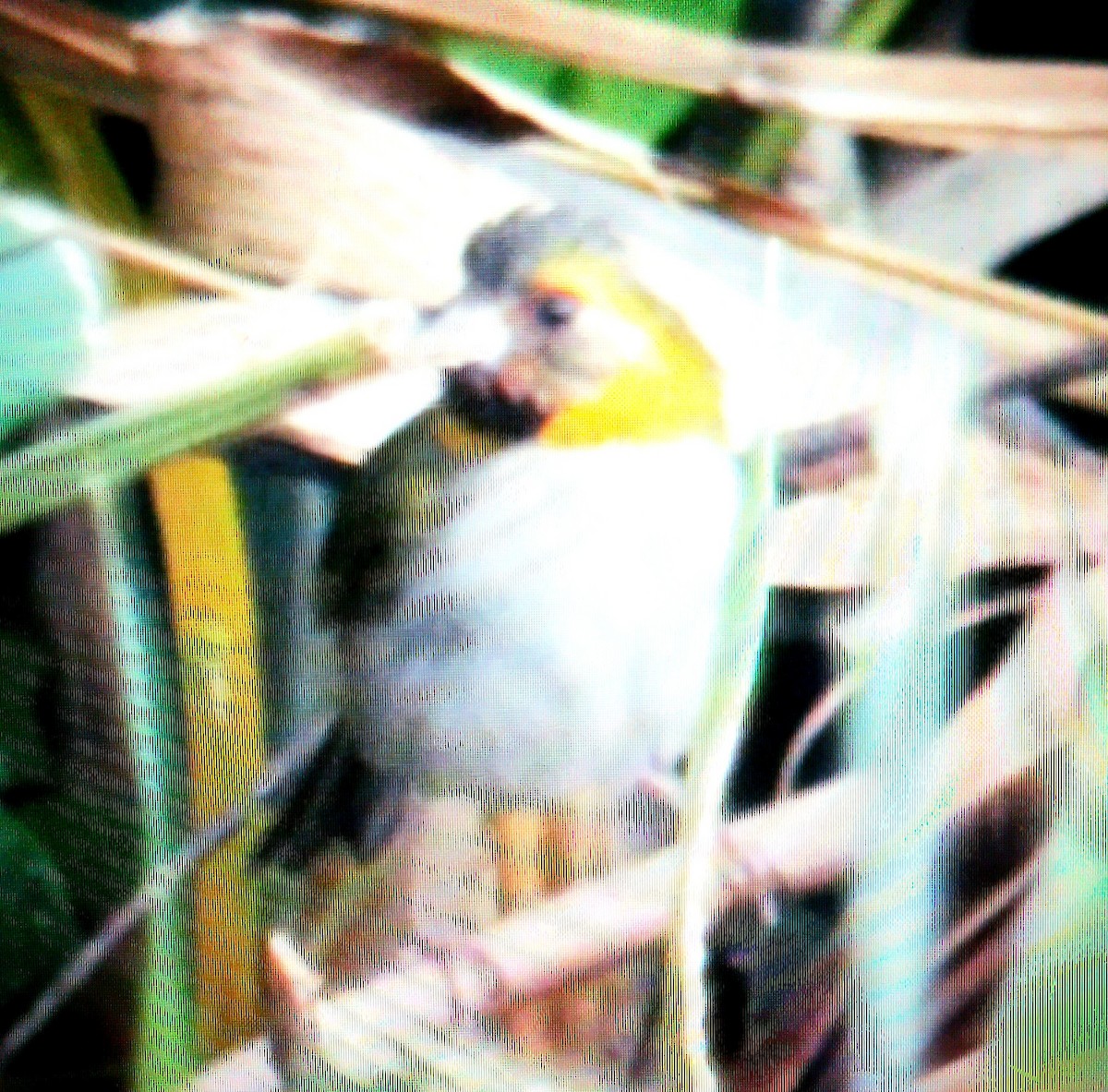 Cuban Grassquit - ML623085752