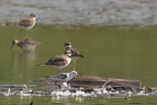 Sanderling - ML623085764