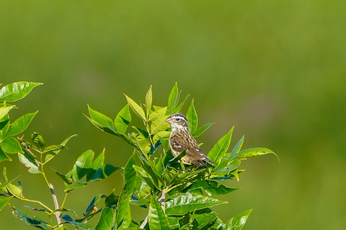 Rose-breasted Grosbeak - ML623085798