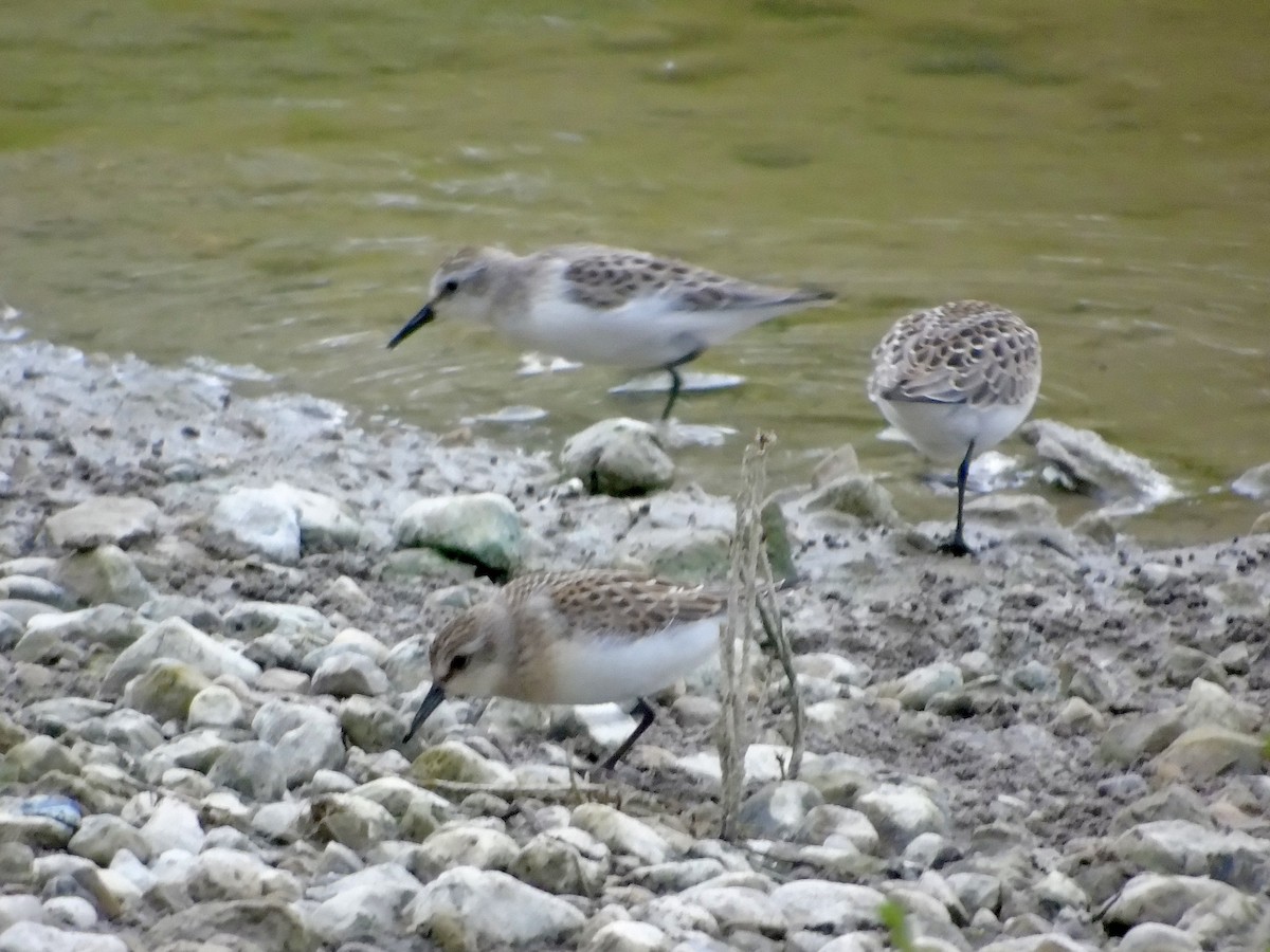 Semipalmated Sandpiper - ML623085813