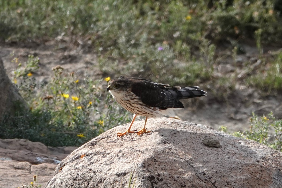 Sharp-shinned Hawk - ML623085880