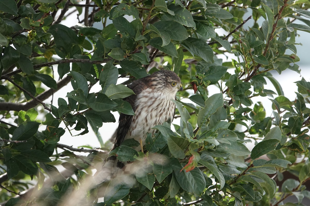 Sharp-shinned Hawk - ML623085881