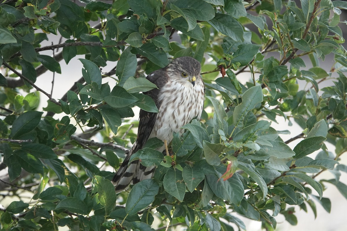 Sharp-shinned Hawk - ML623085882