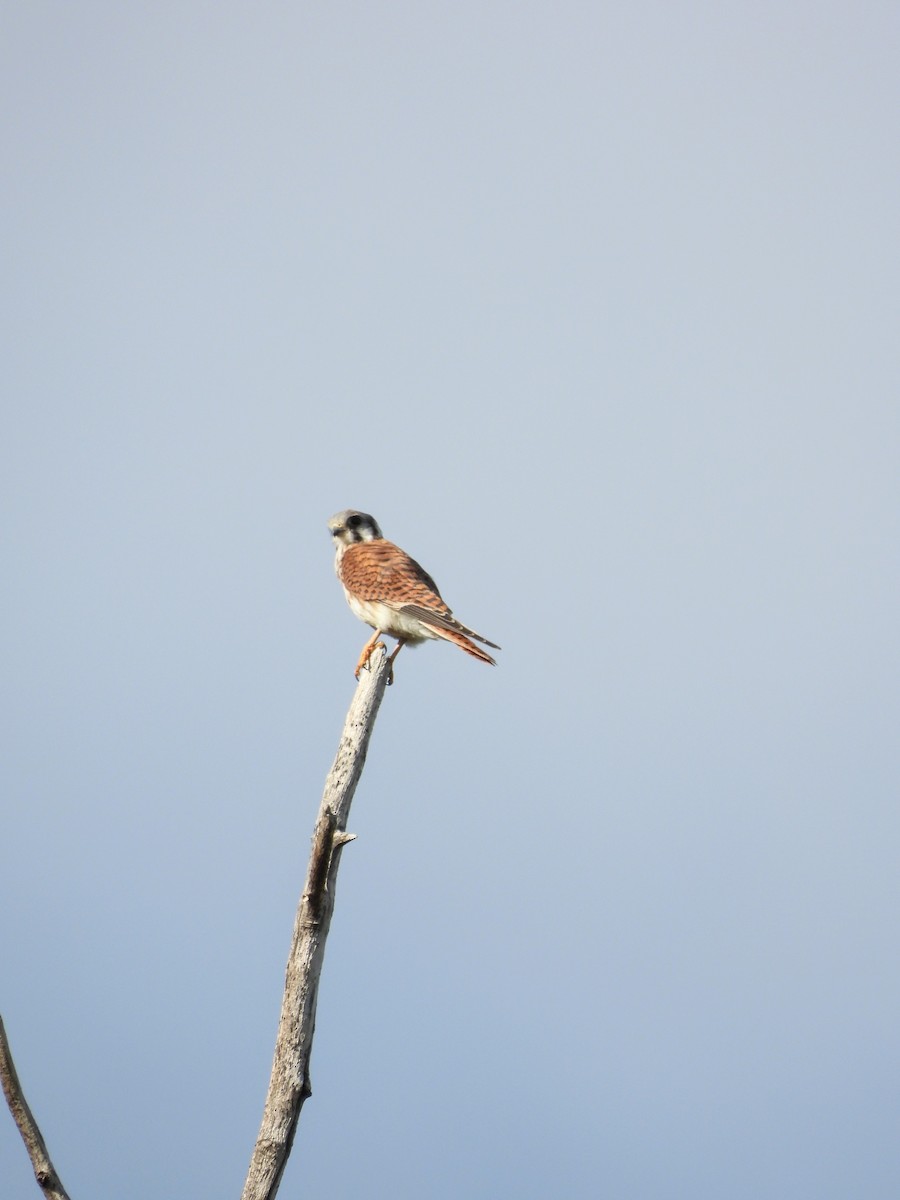 American Kestrel - Jane Lee