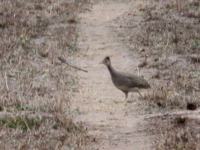 Brushland Tinamou - ML623086017